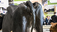 Salon de l'agriculture  -  Paris. 